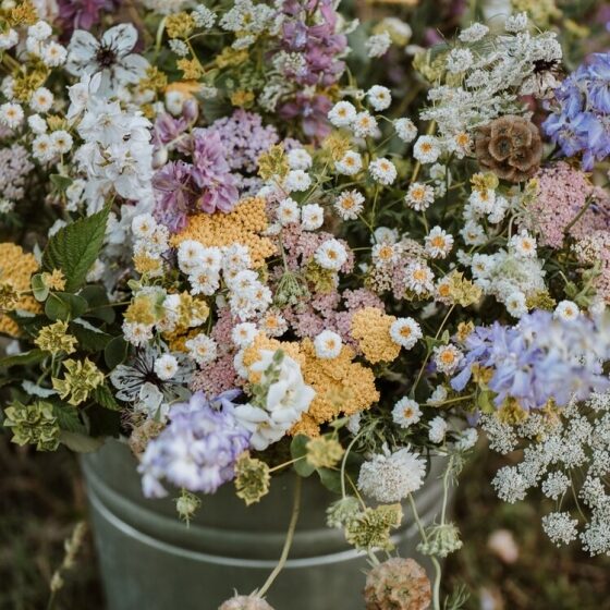 Growing a Cut Flower Garden with Spore and Seed