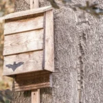 Assemble a Bat House with Tom Parmelee