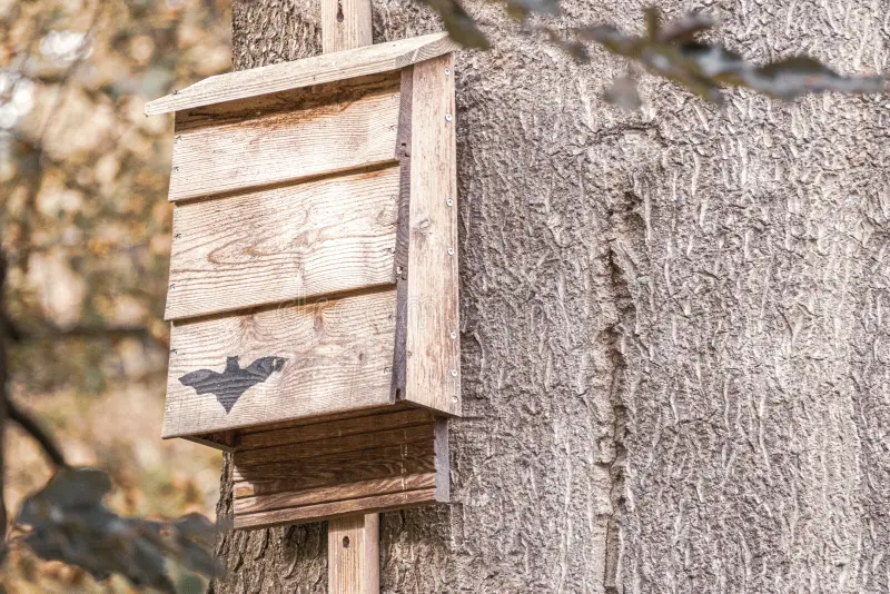 Assemble a Bat House with Tom Parmelee