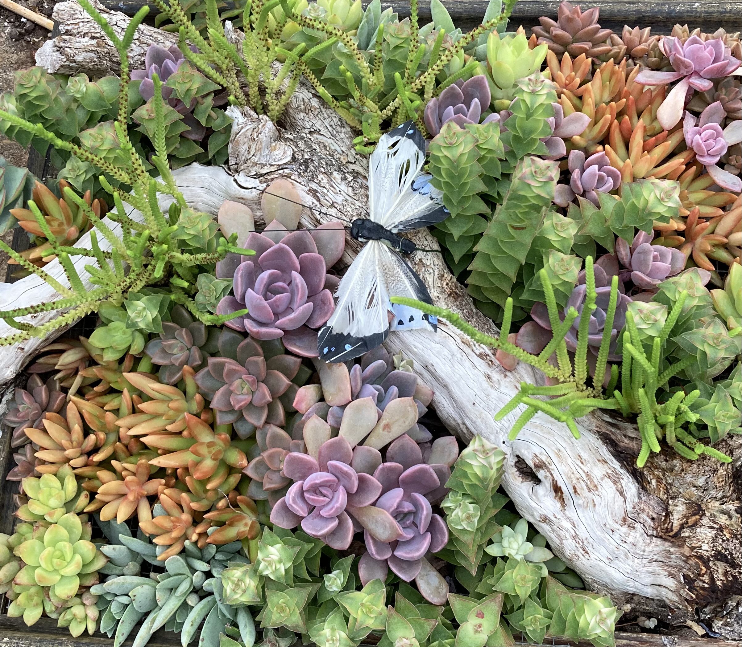 Woodland Succulent Planters with Florafauna Artistry: $75 (includes $45 material fee)