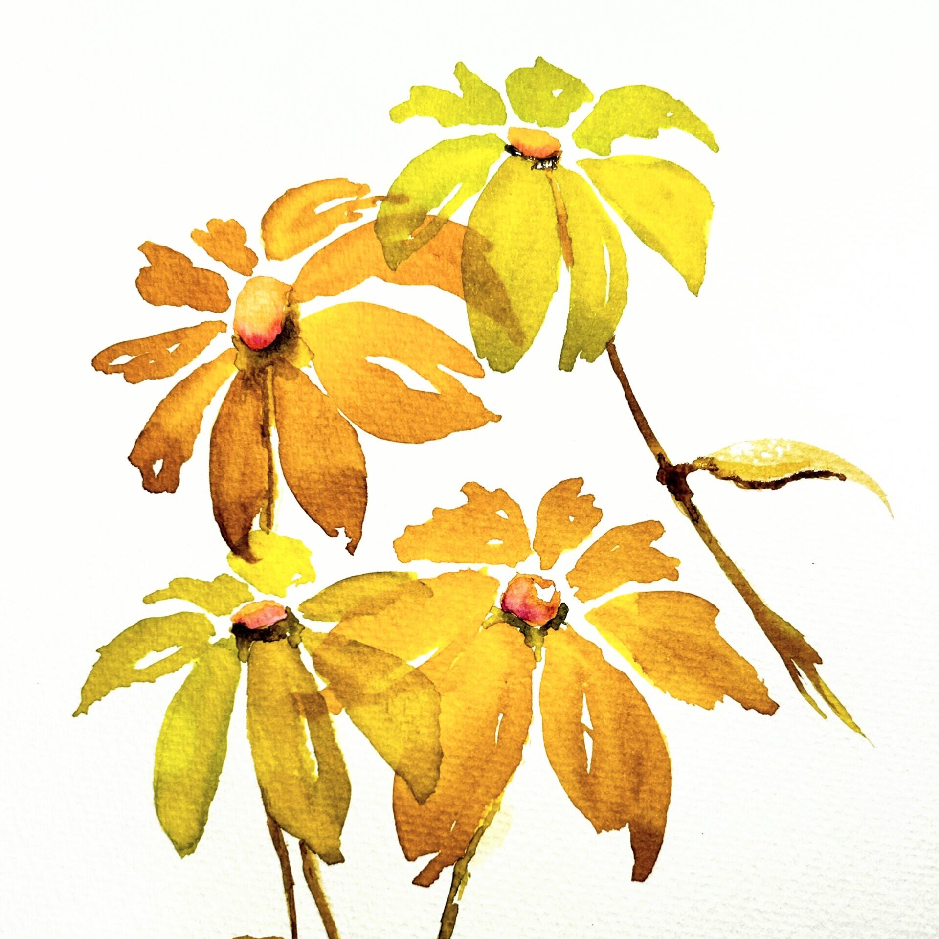 Watercolor with Kas Rohm: Embracing Transparency: $75 (includes $15 material fee)