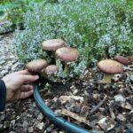 Garden Mushrooms: Wine Cap Inoculation with Spore and Seed