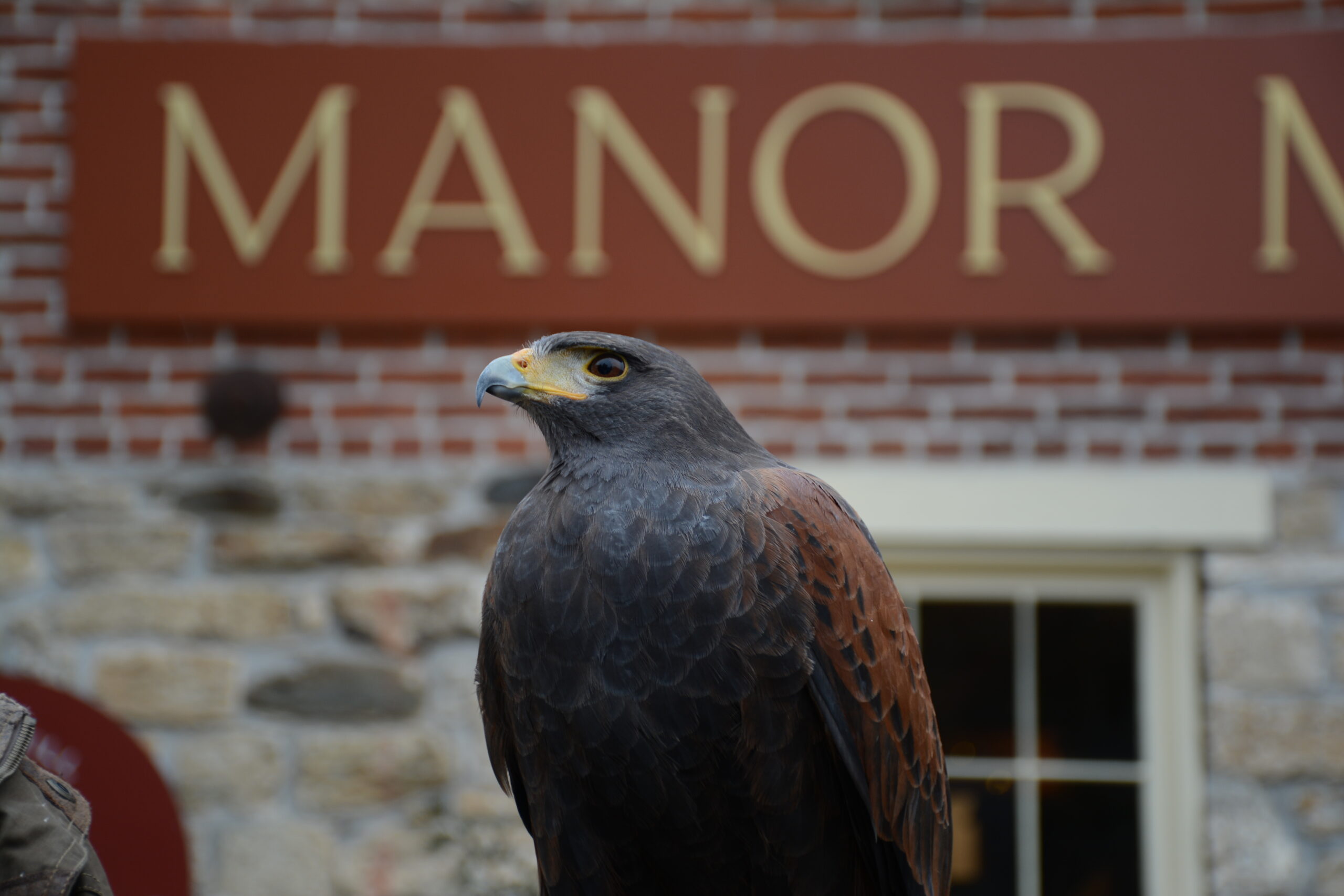 Intro to Raptors with MD School of Falconry